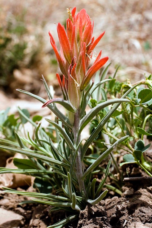 WILDFLOWERS OF NEW MEXICO